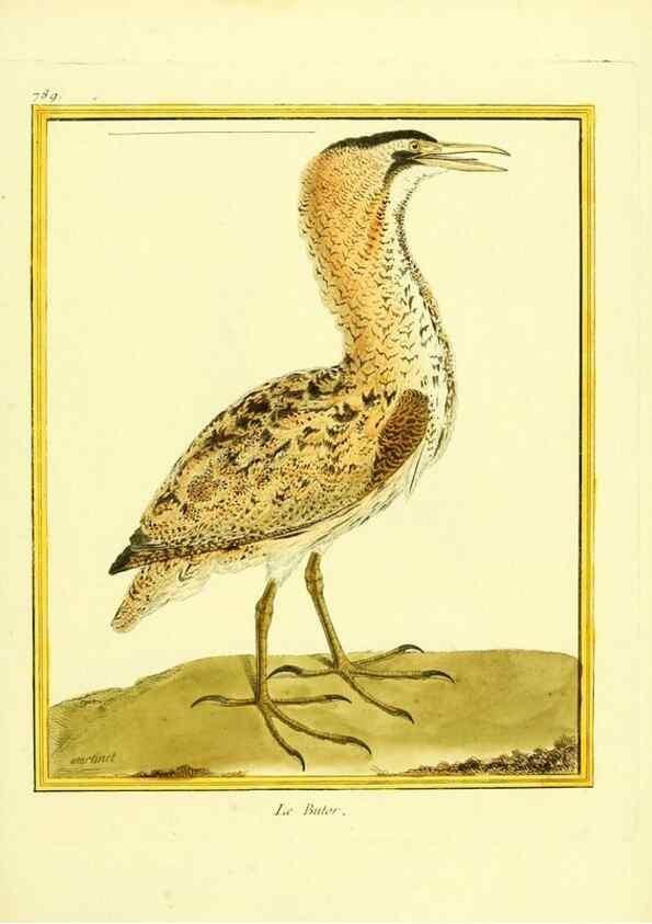 Reproducción/Reproduction 49640151026: Planches enluminées d'histoire naturelle. Paris? :s.n.,1765-1783?. 