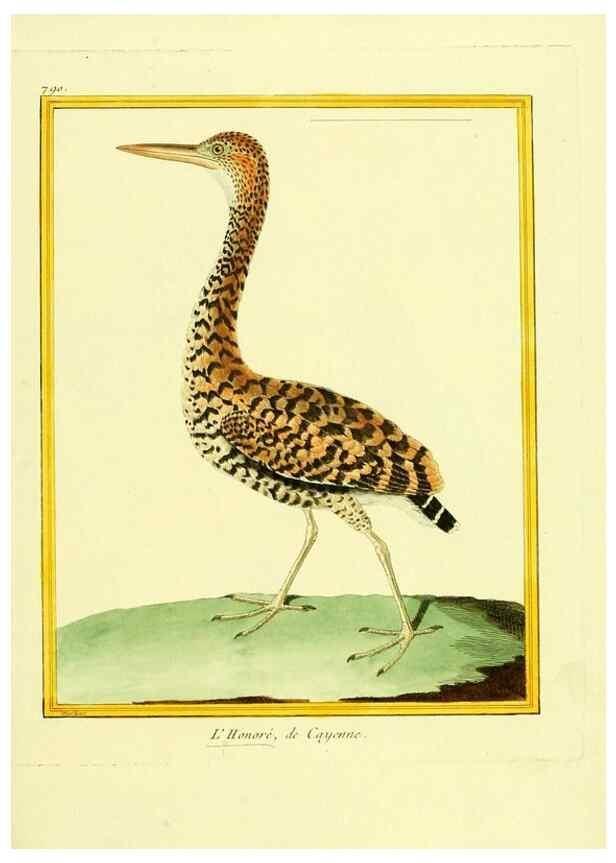 Reproducción/Reproduction 49640424082: Planches enluminées d'histoire naturelle. Paris? :s.n.,1765-1783?. 