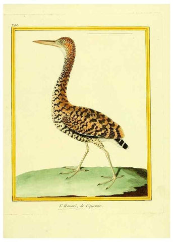 Reproducción/Reproduction 49640424082: Planches enluminées d'histoire naturelle. Paris? :s.n.,1765-1783?. 