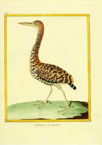 Reproducción/Reproduction 49640424082: Planches enluminées d'histoire naturelle. Paris? :s.n.,1765-1783?. 