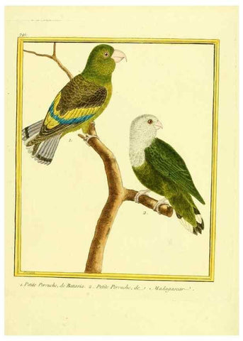 Reproducción/Reproduction 49639628143: Planches enluminées d'histoire naturelle. Paris? :s.n.,1765-1783?. 