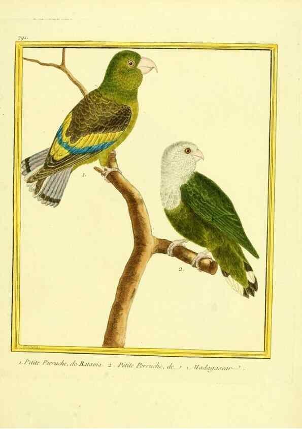 Reproducción/Reproduction 49639628143: Planches enluminées d'histoire naturelle. Paris? :s.n.,1765-1783?. 