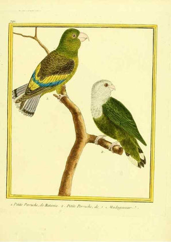 Reproducción/Reproduction 49639628143: Planches enluminées d'histoire naturelle. Paris? :s.n.,1765-1783?. 