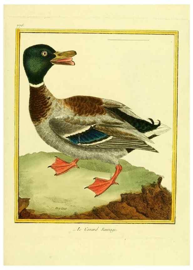 Reproducción/Reproduction 49640419362: Planches enluminées d'histoire naturelle. Paris? :s.n.,1765-1783?. 