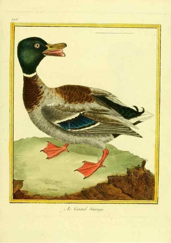 Reproducción/Reproduction 49640419362: Planches enluminées d'histoire naturelle. Paris? :s.n.,1765-1783?. 