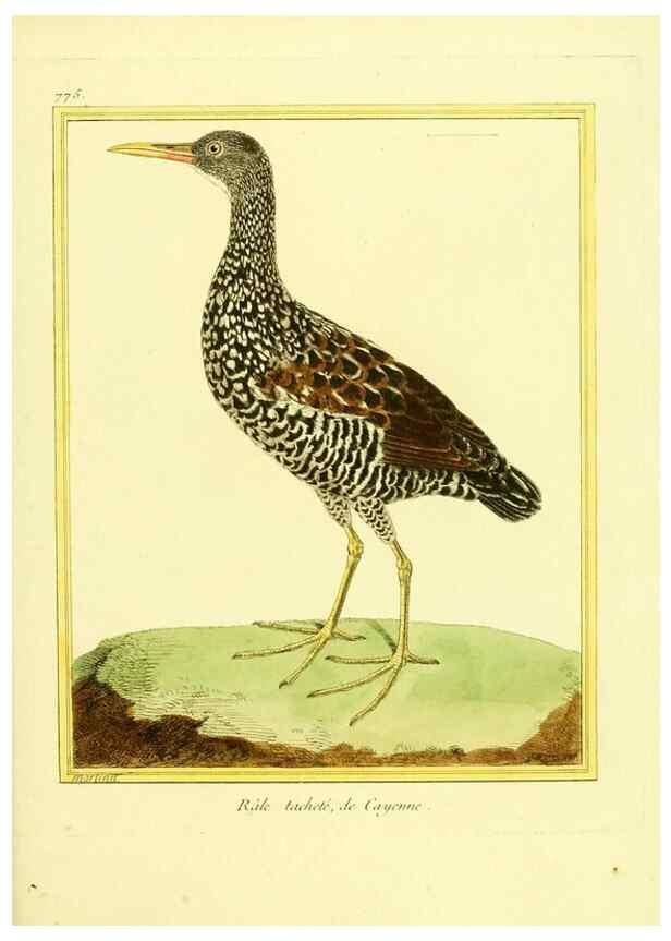 Reproducción/Reproduction 49640146306: Planches enluminées d'histoire naturelle. Paris? :s.n.,1765-1783?. 