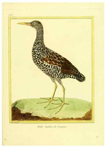 Reproducción/Reproduction 49640146306: Planches enluminées d'histoire naturelle. Paris? :s.n.,1765-1783?. 