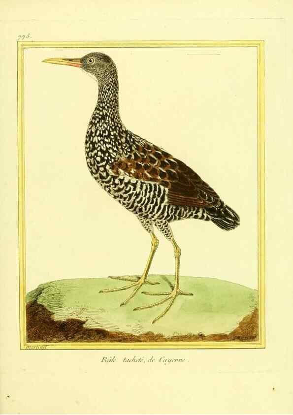 Reproducción/Reproduction 49640146306: Planches enluminées d'histoire naturelle. Paris? :s.n.,1765-1783?. 