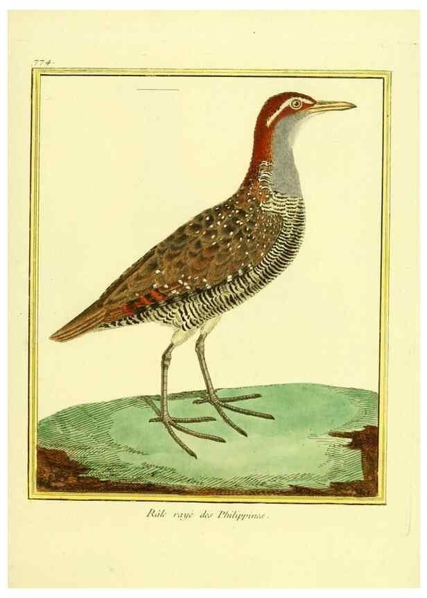 Reproducción/Reproduction 49640418692: Planches enluminées d'histoire naturelle. Paris? :s.n.,1765-1783?. 