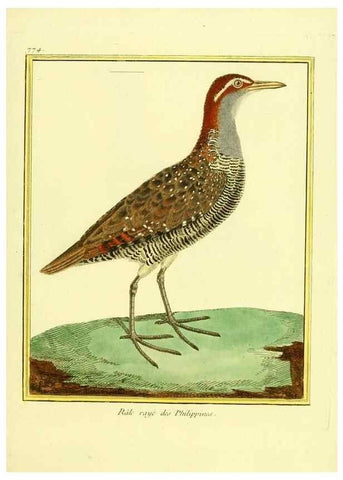 Reproducción/Reproduction 49640418692: Planches enluminées d'histoire naturelle. Paris? :s.n.,1765-1783?. 