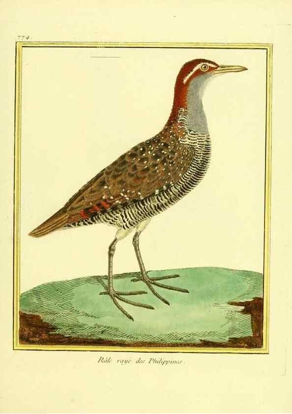 Reproducción/Reproduction 49640418692: Planches enluminées d'histoire naturelle. Paris? :s.n.,1765-1783?. 