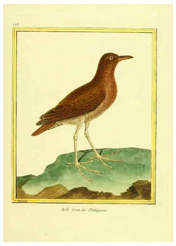 Reproducción/Reproduction 49639622068: Planches enluminées d'histoire naturelle. Paris? :s.n.,1765-1783?. 