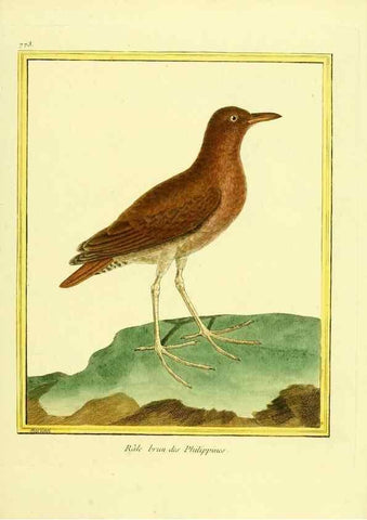 Reproducción/Reproduction 49639622068: Planches enluminées d'histoire naturelle. Paris? :s.n.,1765-1783?. 