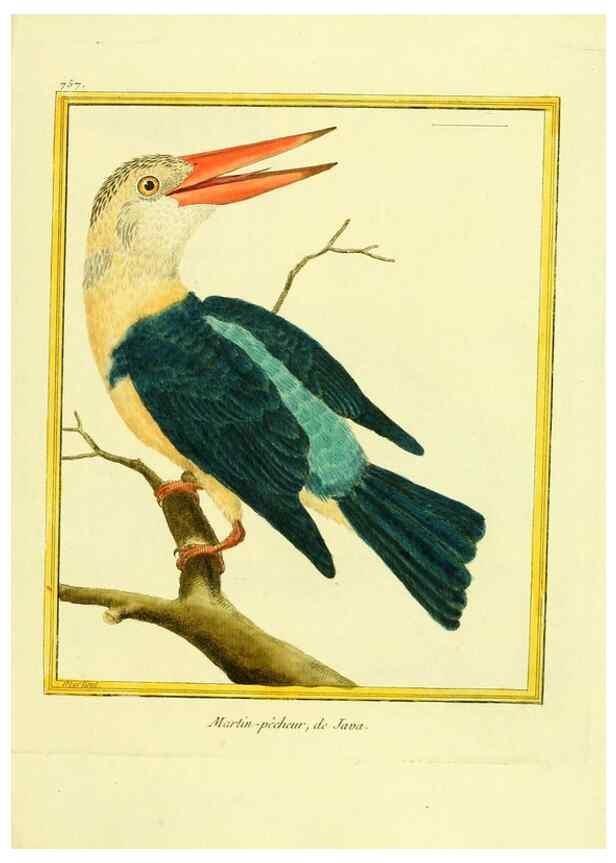 Reproducción/Reproduction 49639618438: Planches enluminées d'histoire naturelle. Paris? :s.n.,1765-1783?. 