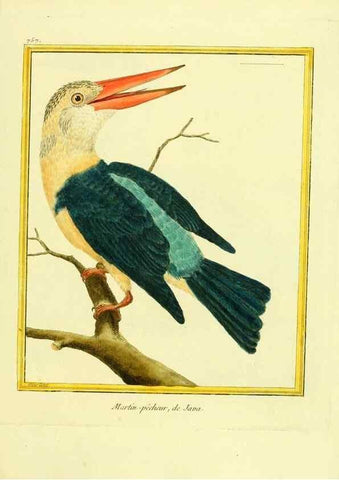Reproducción/Reproduction 49639618438: Planches enluminées d'histoire naturelle. Paris? :s.n.,1765-1783?. 