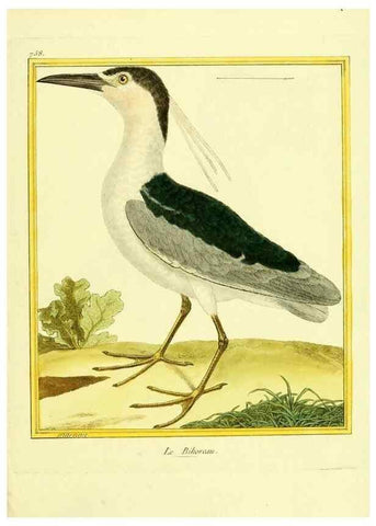 Reproducción/Reproduction 49640142406: Planches enluminées d'histoire naturelle. Paris? :s.n.,1765-1783?. 