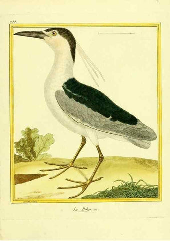 Reproducción/Reproduction 49640142406: Planches enluminées d'histoire naturelle. Paris? :s.n.,1765-1783?. 