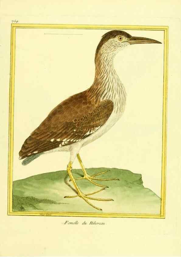 Reproducción/Reproduction 49639618918: Planches enluminées d'histoire naturelle. Paris? :s.n.,1765-1783?. 