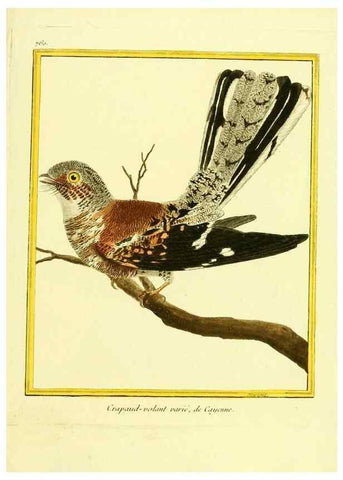 Reproducción/Reproduction 49639619123: Planches enluminées d'histoire naturelle. Paris? :s.n.,1765-1783?. 