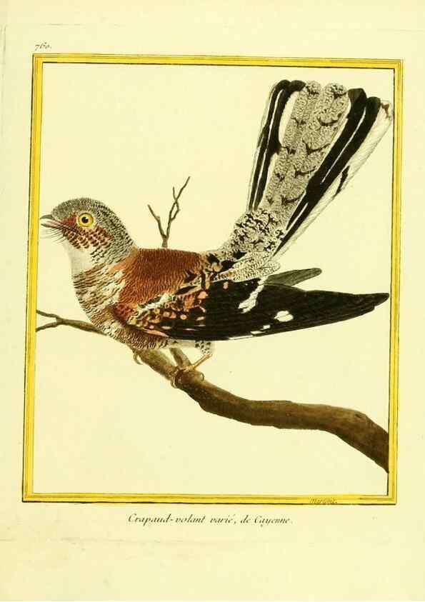 Reproducción/Reproduction 49639619123: Planches enluminées d'histoire naturelle. Paris? :s.n.,1765-1783?. 