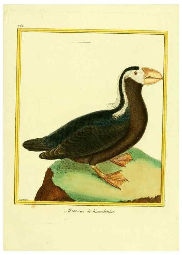Reproducción/Reproduction 49639619408: Planches enluminées d'histoire naturelle. Paris? :s.n.,1765-1783?. 