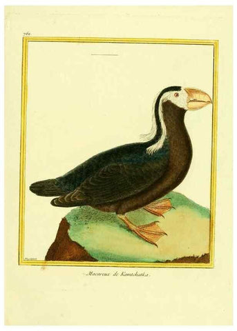 Reproducción/Reproduction 49639619408: Planches enluminées d'histoire naturelle. Paris? :s.n.,1765-1783?. 