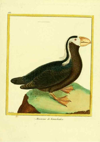 Reproducción/Reproduction 49639619408: Planches enluminées d'histoire naturelle. Paris? :s.n.,1765-1783?. 