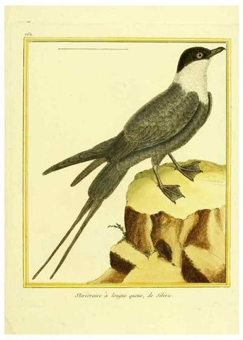 Reproducción/Reproduction 49639619668: Planches enluminées d'histoire naturelle. Paris? :s.n.,1765-1783?. 