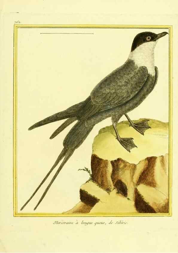 Reproducción/Reproduction 49639619668: Planches enluminées d'histoire naturelle. Paris? :s.n.,1765-1783?. 