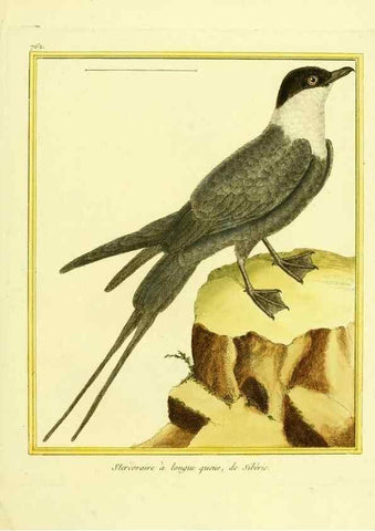 Reproducción/Reproduction 49639619668: Planches enluminées d'histoire naturelle. Paris? :s.n.,1765-1783?. 