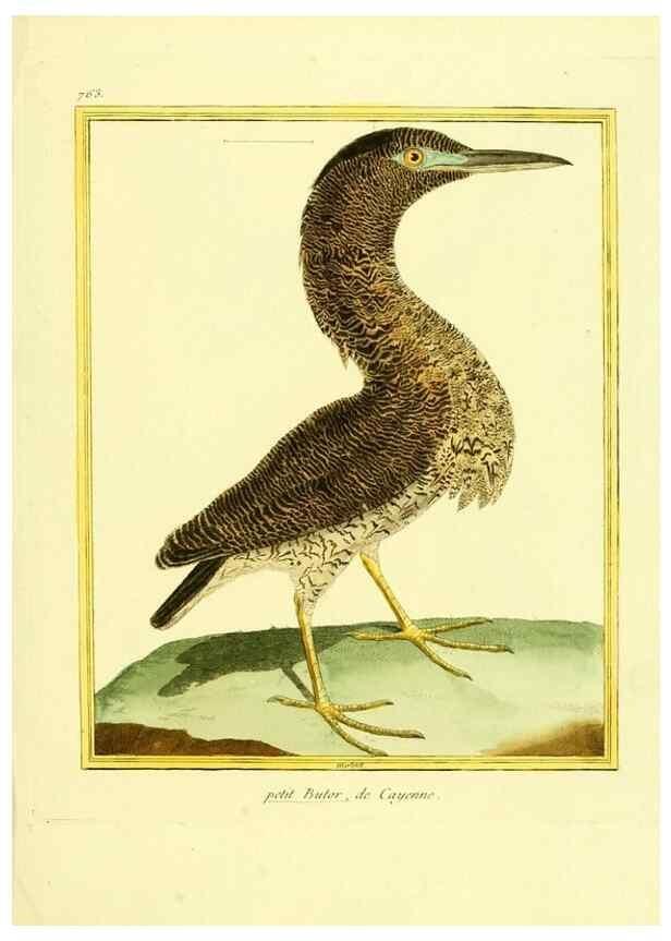 Reproducción/Reproduction 49640143526: Planches enluminées d'histoire naturelle. Paris? :s.n.,1765-1783?. 