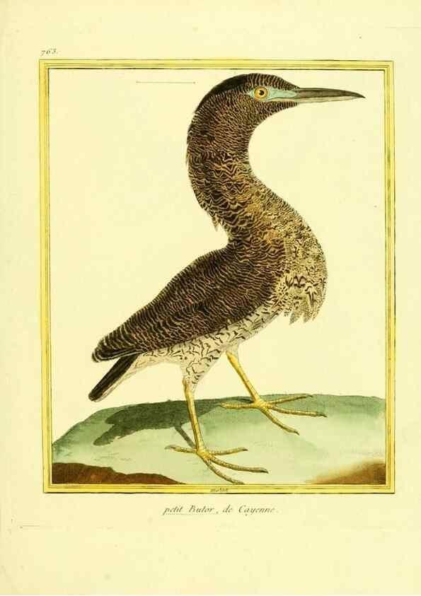 Reproducción/Reproduction 49640143526: Planches enluminées d'histoire naturelle. Paris? :s.n.,1765-1783?. 