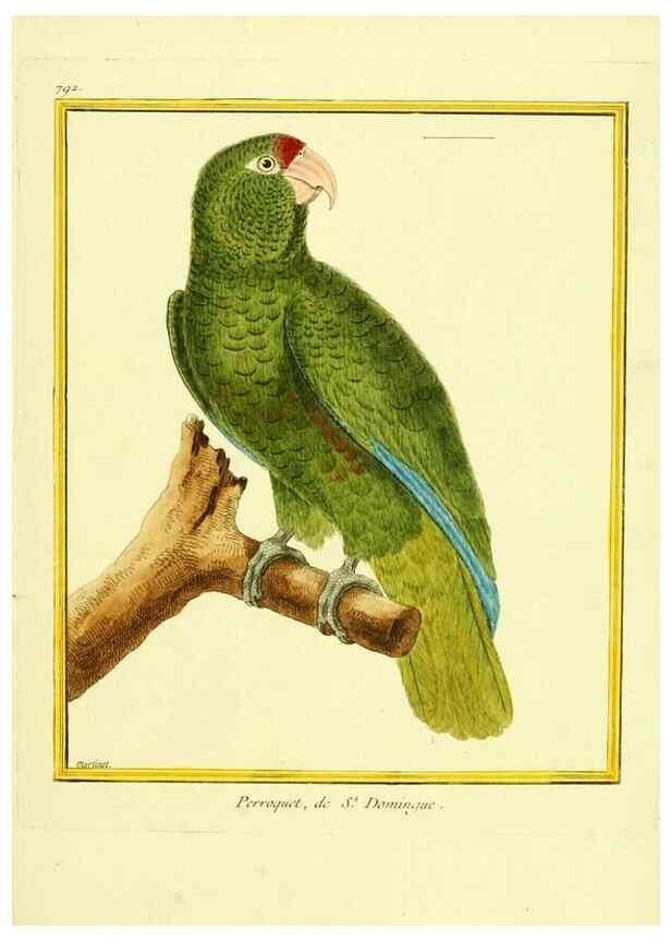 Reproducción/Reproduction 49639628473: Planches enluminées d'histoire naturelle. Paris? :s.n.,1765-1783?. 