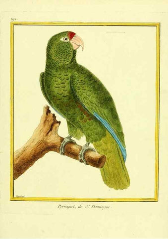 Reproducción/Reproduction 49639628473: Planches enluminées d'histoire naturelle. Paris? :s.n.,1765-1783?. 