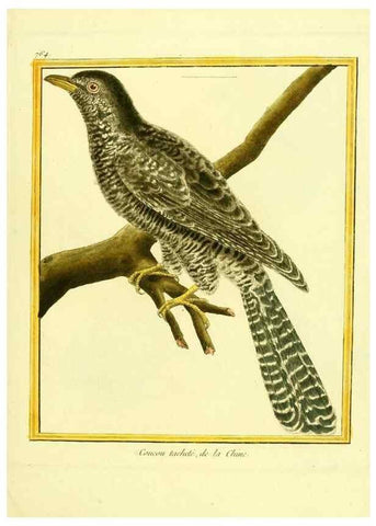 Reproducción/Reproduction 49640143706: Planches enluminées d'histoire naturelle. Paris? :s.n.,1765-1783?. 