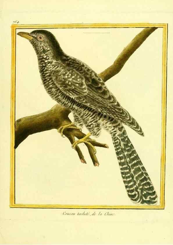 Reproducción/Reproduction 49640143706: Planches enluminées d'histoire naturelle. Paris? :s.n.,1765-1783?. 