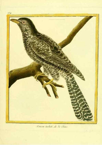 Reproducción/Reproduction 49640143706: Planches enluminées d'histoire naturelle. Paris? :s.n.,1765-1783?. 