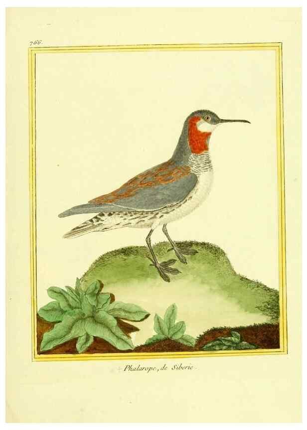 Reproducción/Reproduction 49640144101: Planches enluminées d'histoire naturelle. Paris? :s.n.,1765-1783?. 