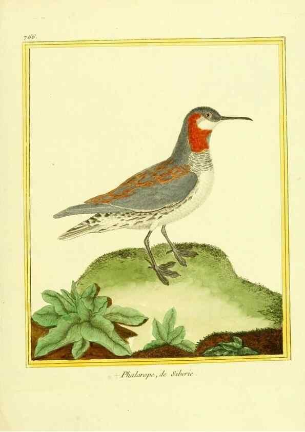 Reproducción/Reproduction 49640144101: Planches enluminées d'histoire naturelle. Paris? :s.n.,1765-1783?. 