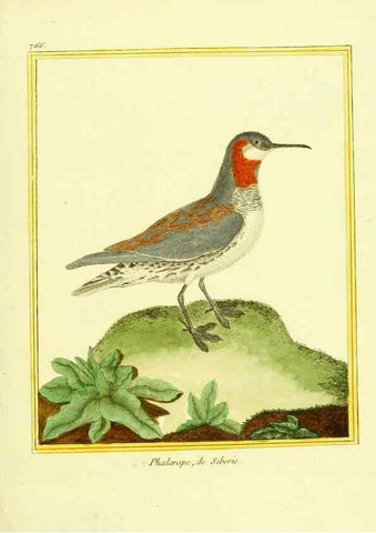 Reproducción/Reproduction 49640144101: Planches enluminées d'histoire naturelle. Paris? :s.n.,1765-1783?. 