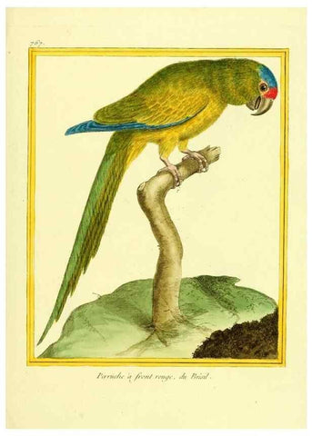 Reproducción/Reproduction 49640144326: Planches enluminées d'histoire naturelle. Paris? :s.n.,1765-1783?. 