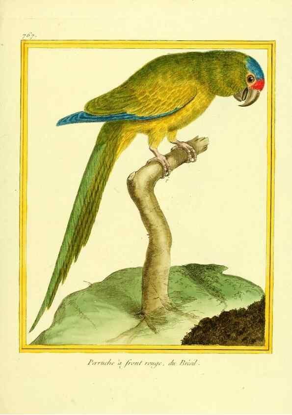Reproducción/Reproduction 49640144326: Planches enluminées d'histoire naturelle. Paris? :s.n.,1765-1783?. 