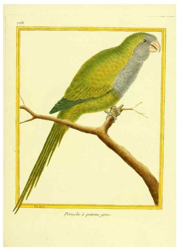 Reproducción/Reproduction 49639620933: Planches enluminées d'histoire naturelle. Paris? :s.n.,1765-1783?. 