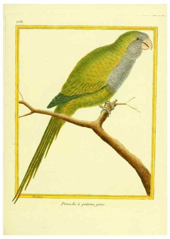 Reproducción/Reproduction 49639620933: Planches enluminées d'histoire naturelle. Paris? :s.n.,1765-1783?. 
