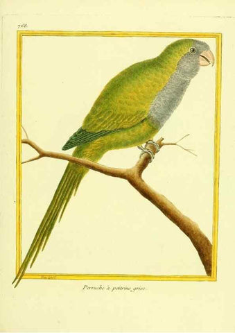 Reproducción/Reproduction 49639620933: Planches enluminées d'histoire naturelle. Paris? :s.n.,1765-1783?. 