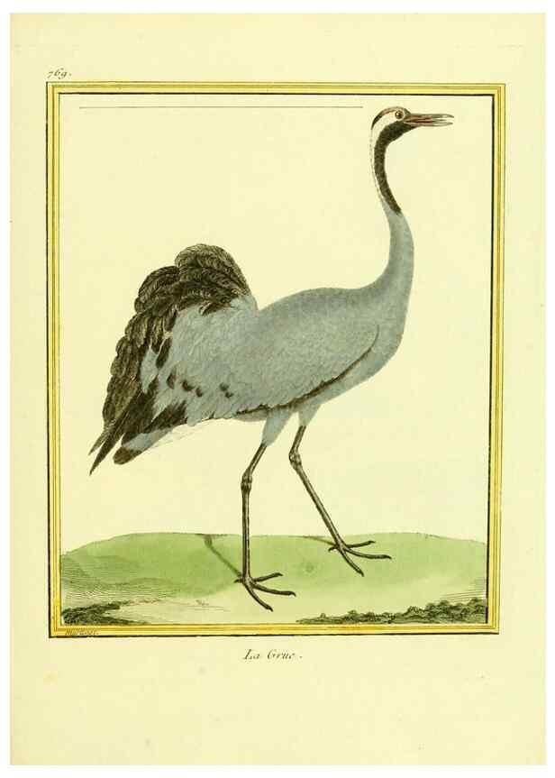Reproducción/Reproduction 49640144726: Planches enluminées d'histoire naturelle. Paris? :s.n.,1765-1783?. 