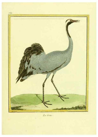 Reproducción/Reproduction 49640144726: Planches enluminées d'histoire naturelle. Paris? :s.n.,1765-1783?. 
