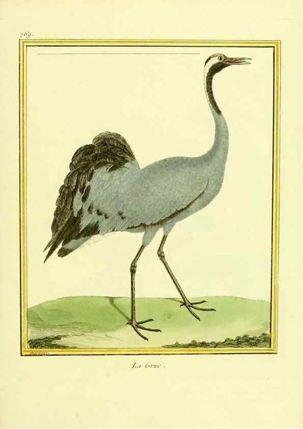 Reproducción/Reproduction 49640144726: Planches enluminées d'histoire naturelle. Paris? :s.n.,1765-1783?. 