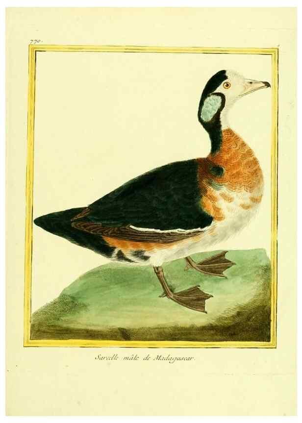Reproducción/Reproduction 49639621398: Planches enluminées d'histoire naturelle. Paris? :s.n.,1765-1783?. 
