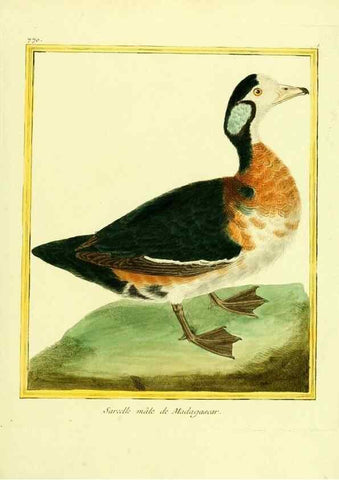 Reproducción/Reproduction 49639621398: Planches enluminées d'histoire naturelle. Paris? :s.n.,1765-1783?. 